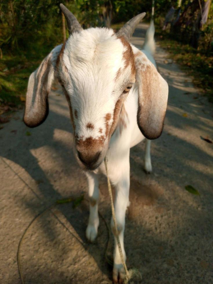 Front view portrait of a goat photo