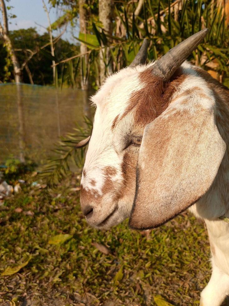 Front view portrait of a goat photo