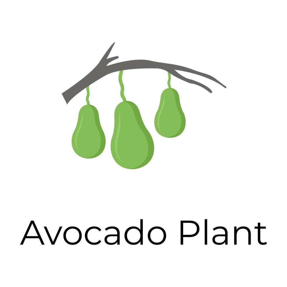 Trendy Avocado Plant vector