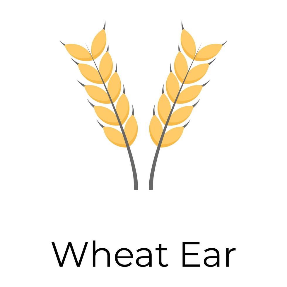 Trendy Wheat Ear vector