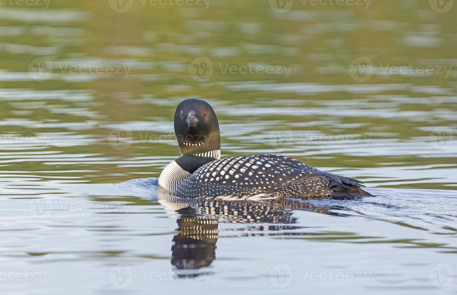 Common Loon in the North Woods photo