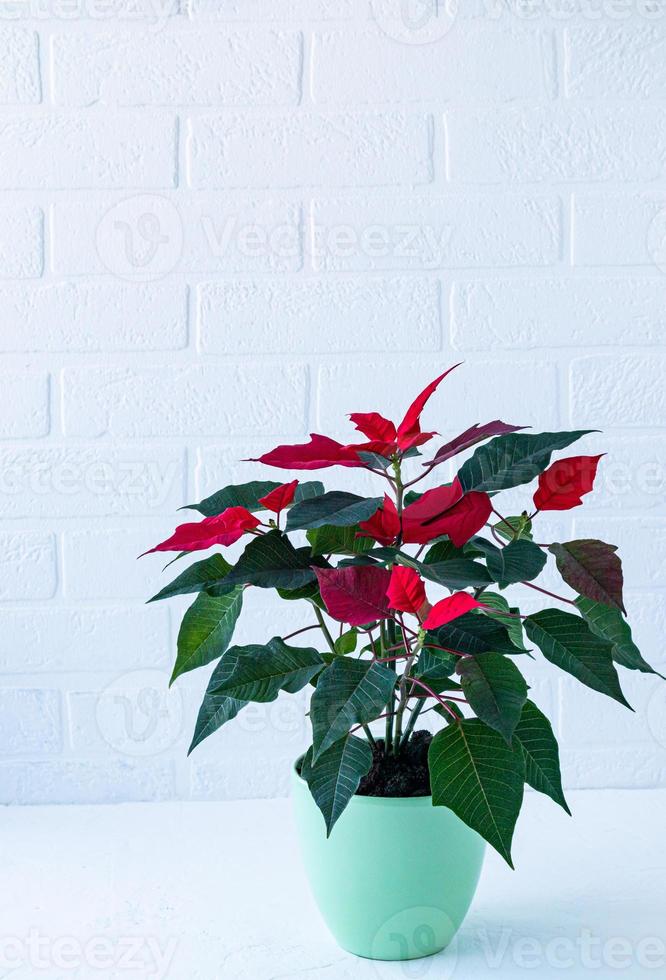 hermosa estrella roja de flores de poinsettia en una olla verde de cerámica sobre una mesa blanca frente a la pared de ladrillo. un símbolo del año nuevo y la navidad. foto