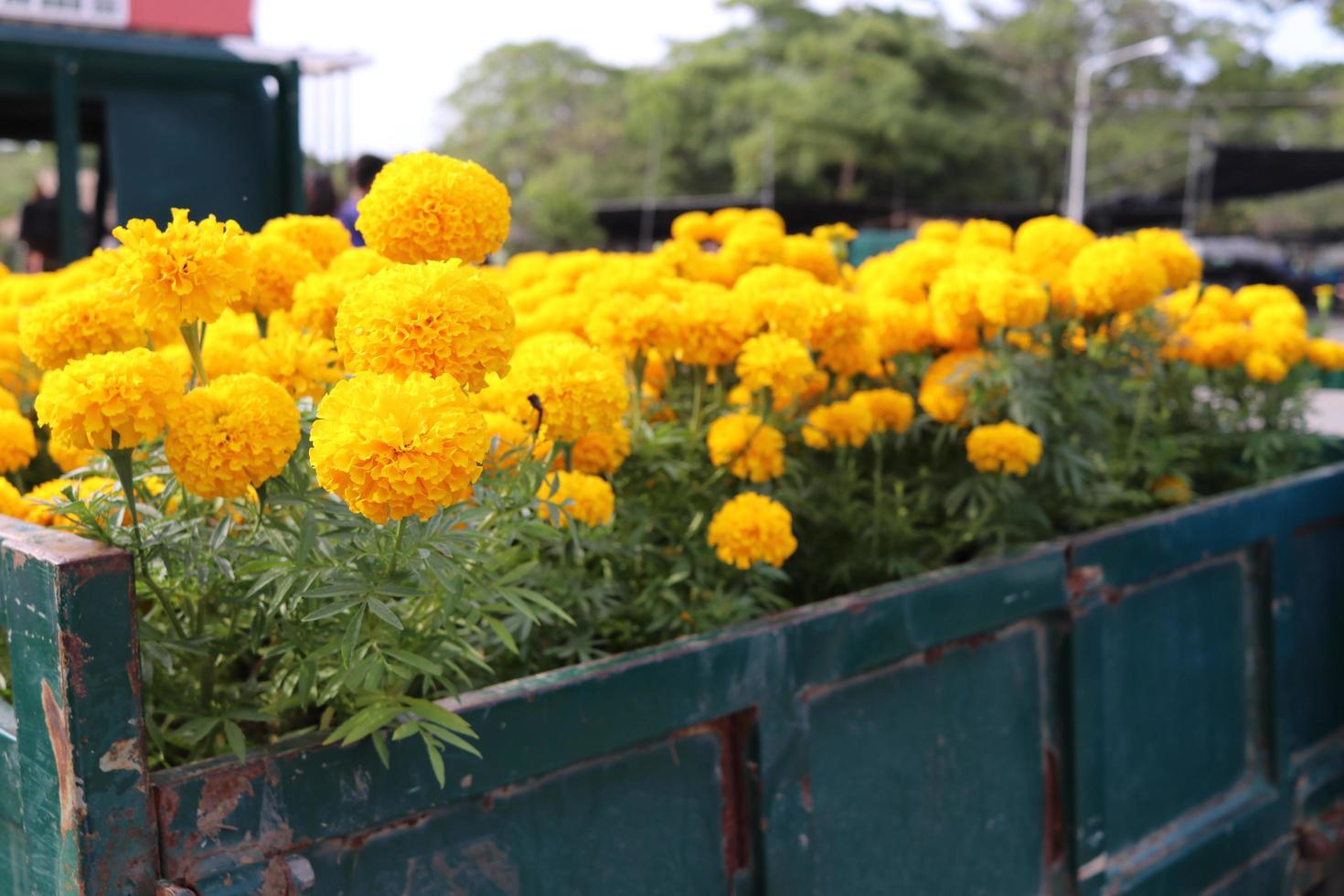 Marigolds in pot are on green pickup truck . photo