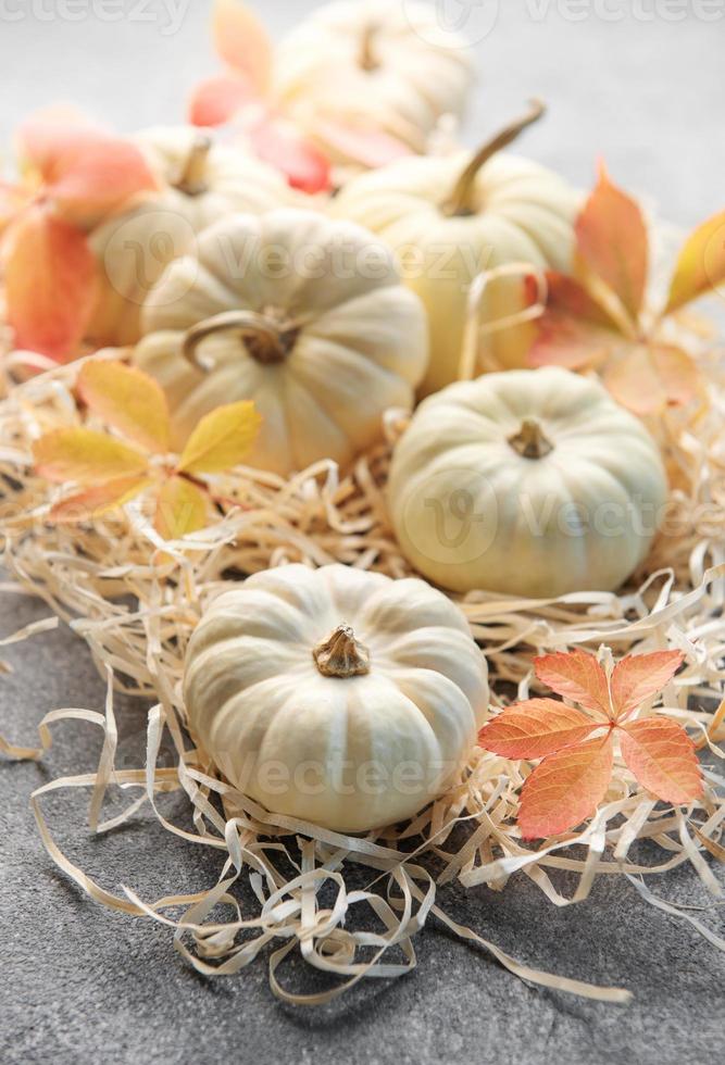 hojas de otoño y calabazas sobre fondo de hormigón gris foto