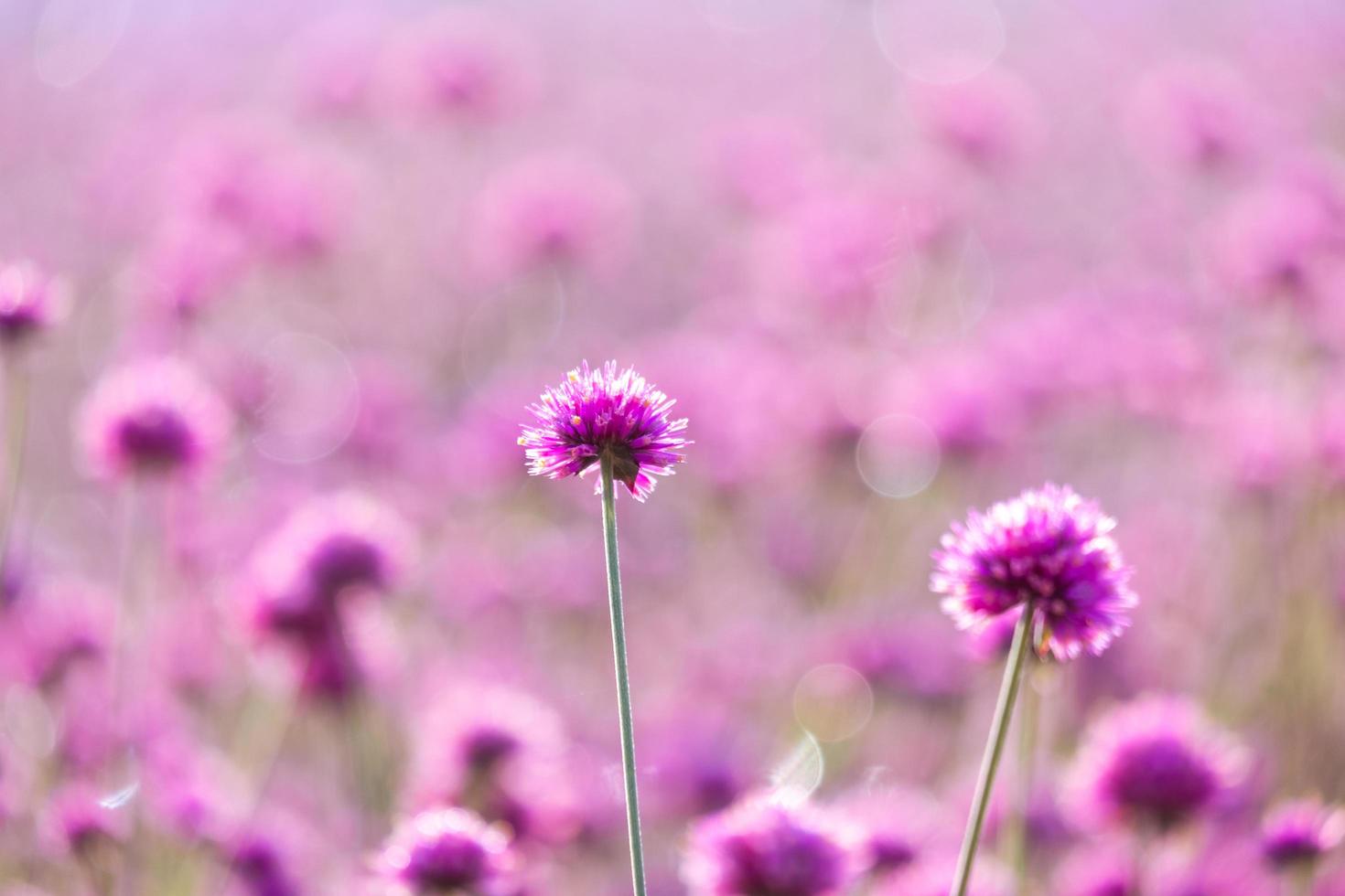 Pink wild flower fields.Beautiful growing and blooming in the morning,selective focus photo