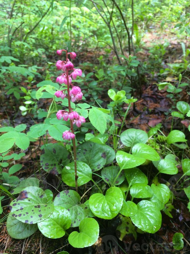 Pyrola, close-up. Plant in summer photo