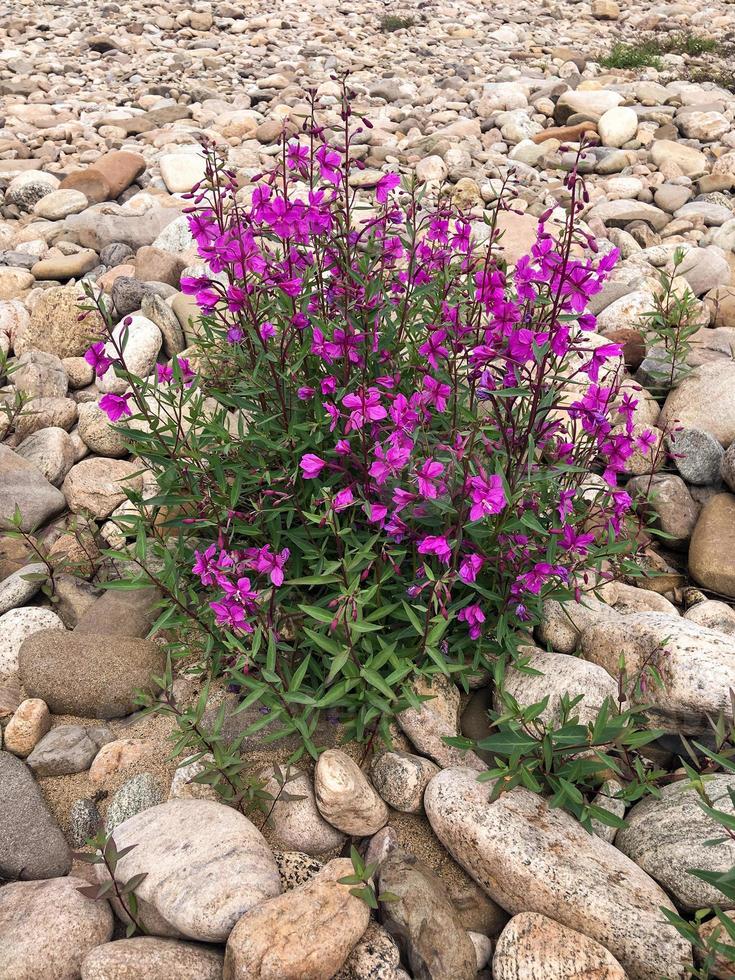 Flower of Chamaenerion latifolium or Epilobium latifolium photo