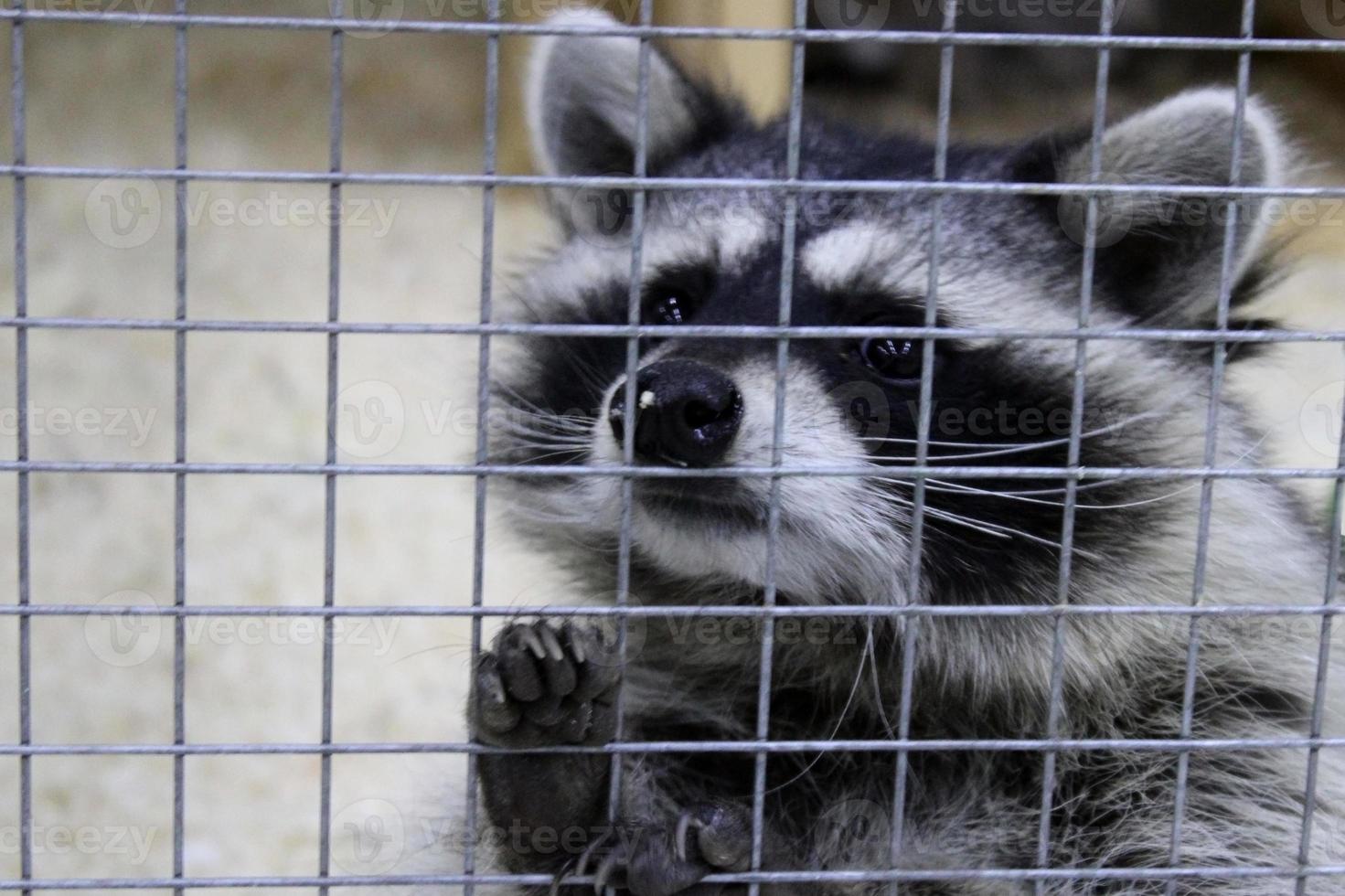 Close-up black and white raccoon holding on to the bars in the zoo with its paws. Animal Protection Day concept. photo