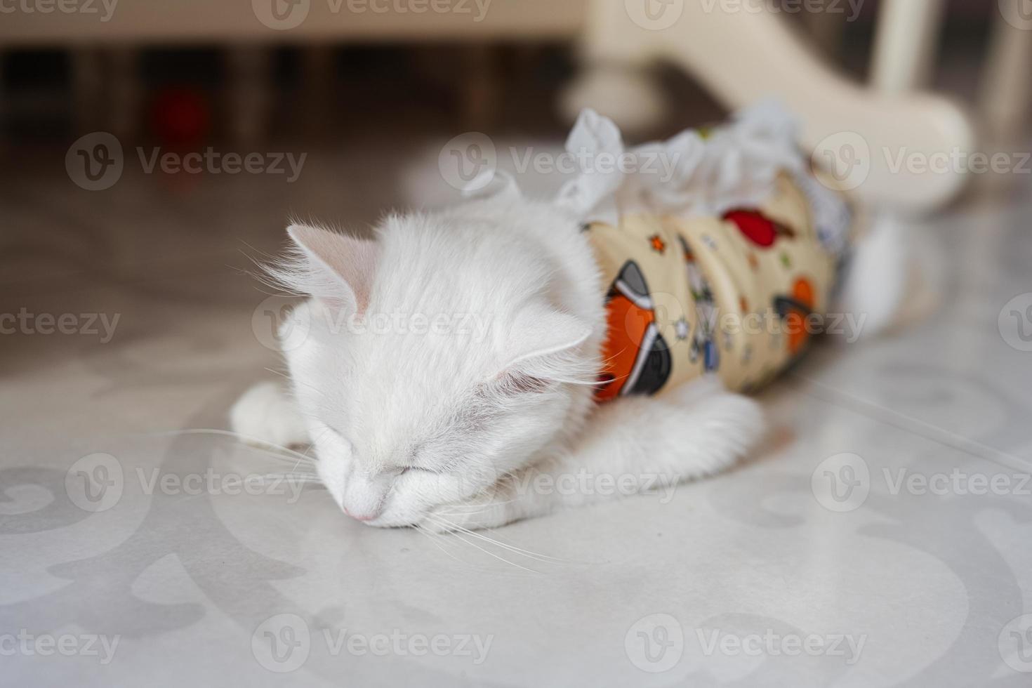 Postoperative bandage on white cat. Pet after a cavitary operation castration or sterilization. photo