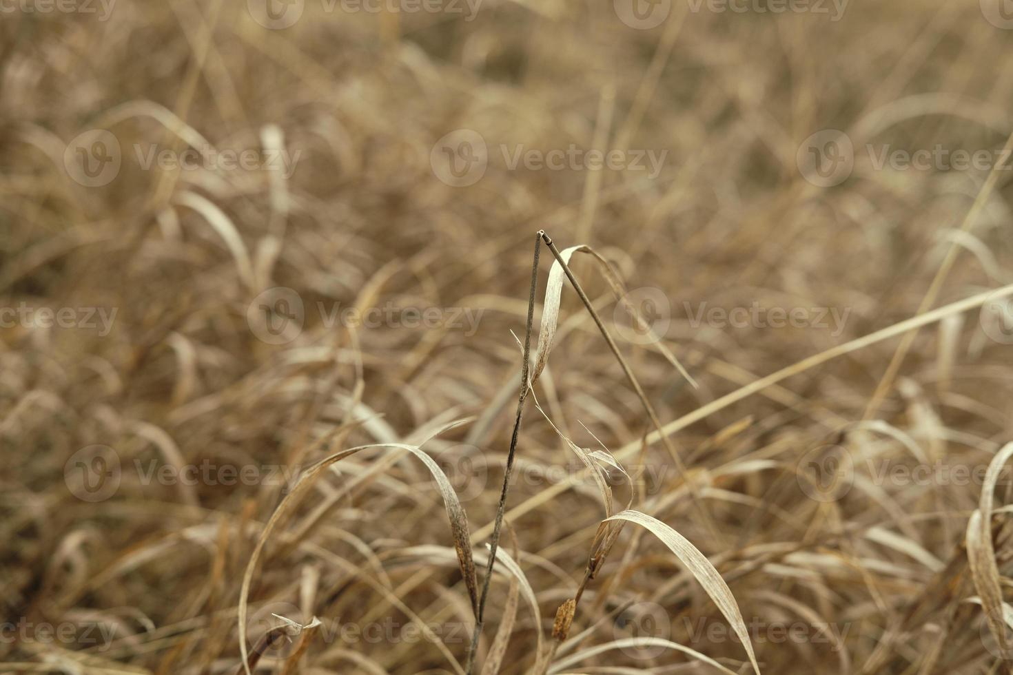 field of dry grass close up, gloomy landscape of dry meadow photo
