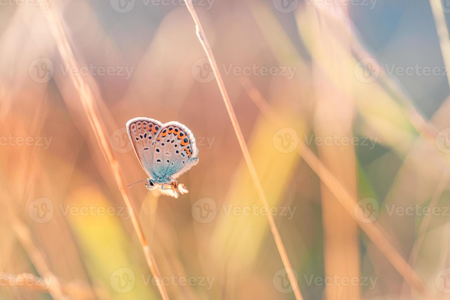 campo de pradera de naturaleza de luz de puesta de sol con mariposa como fondo de otoño. hermoso fondo de pradera de otoño seco. increíble inspirar primer plano de la naturaleza. sueño fantasía majestuoso follaje natural, tranquilo desenfoque bokeh foto