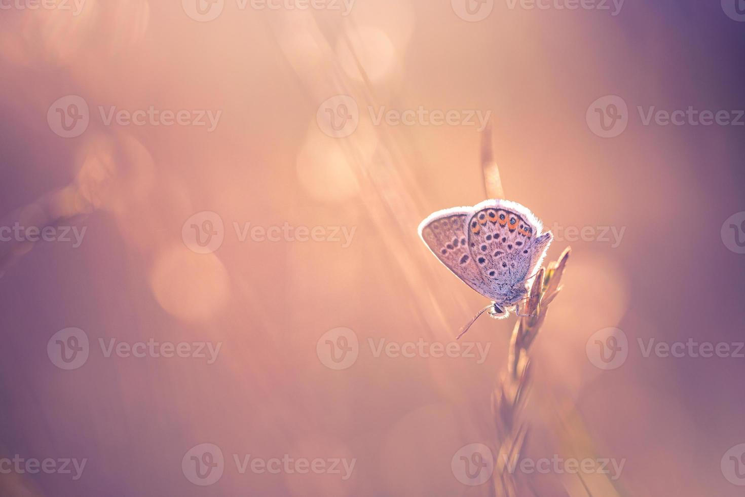 campo de pradera de naturaleza de luz de puesta de sol con mariposa como fondo de otoño. hermoso fondo de pradera de otoño seco. increíble inspirar primer plano de la naturaleza. sueño fantasía majestuoso follaje natural, tranquilo desenfoque bokeh foto