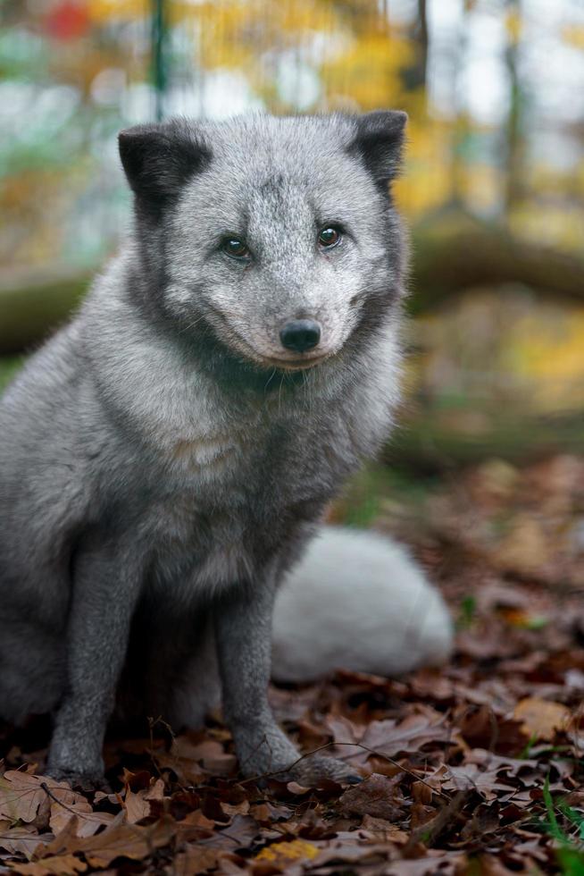 Arctic fox in zoo photo