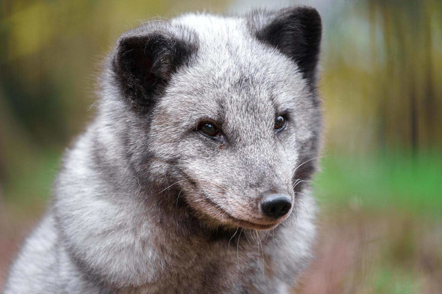 Arctic fox in zoo photo