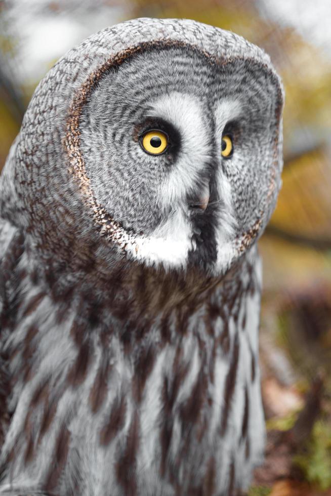 Great grey owl photo