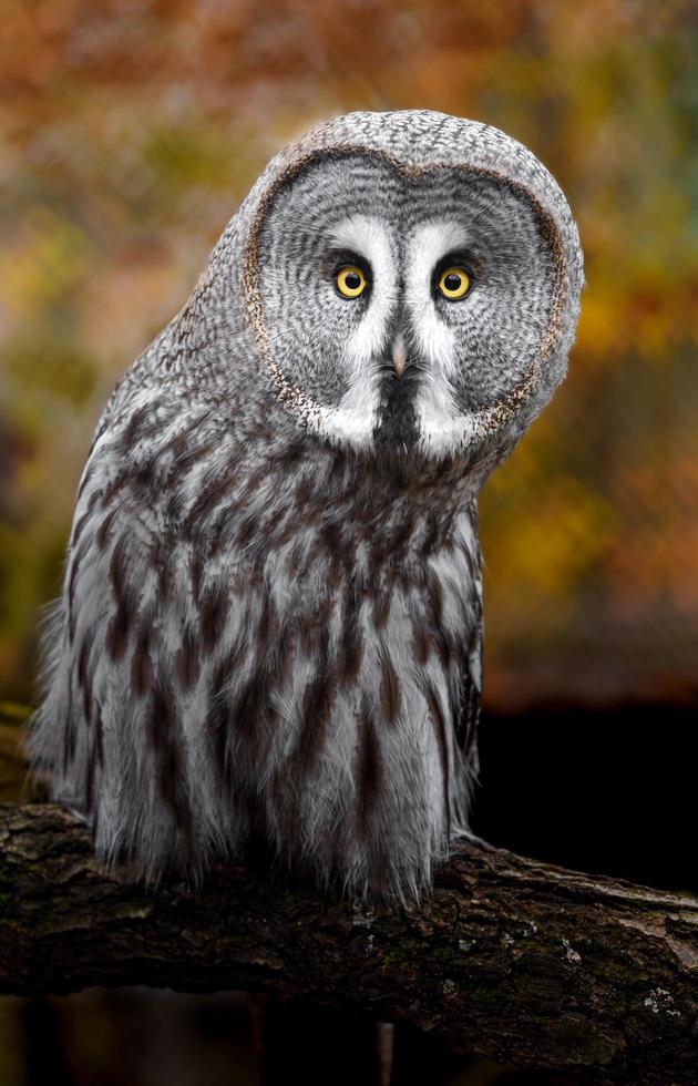 Great grey owl photo