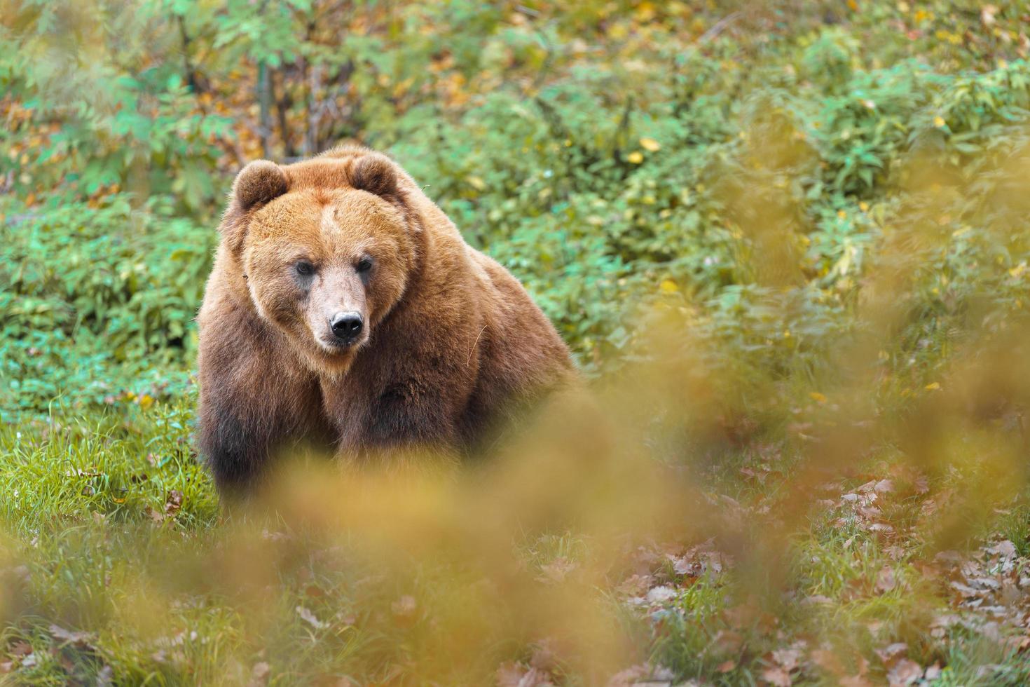 Kamchatka brown bear photo