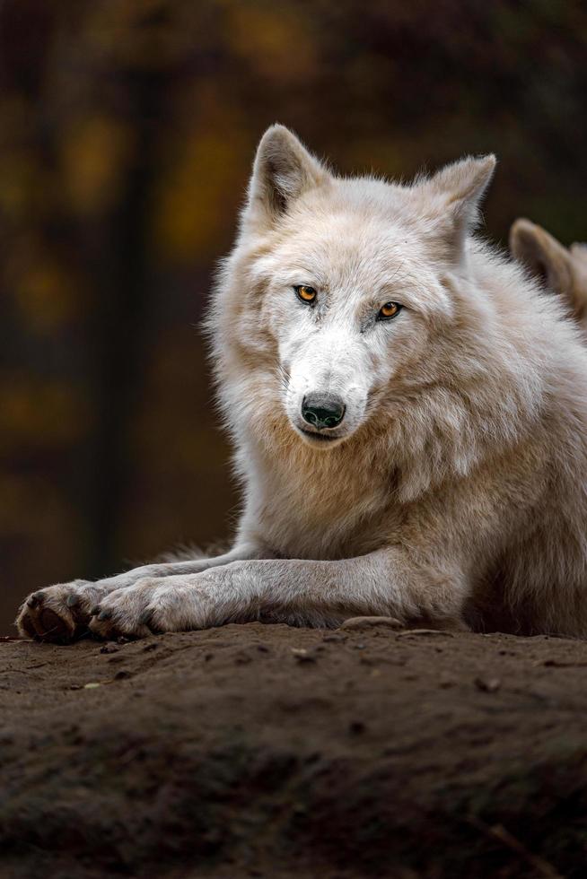 Arctic wolf in fall photo