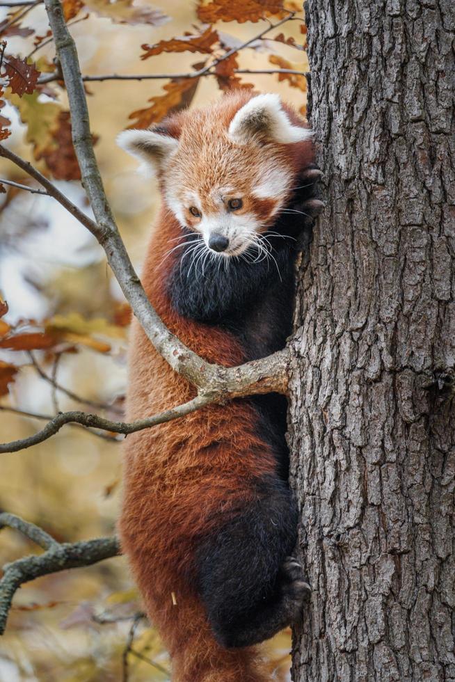 Red panda on tree photo