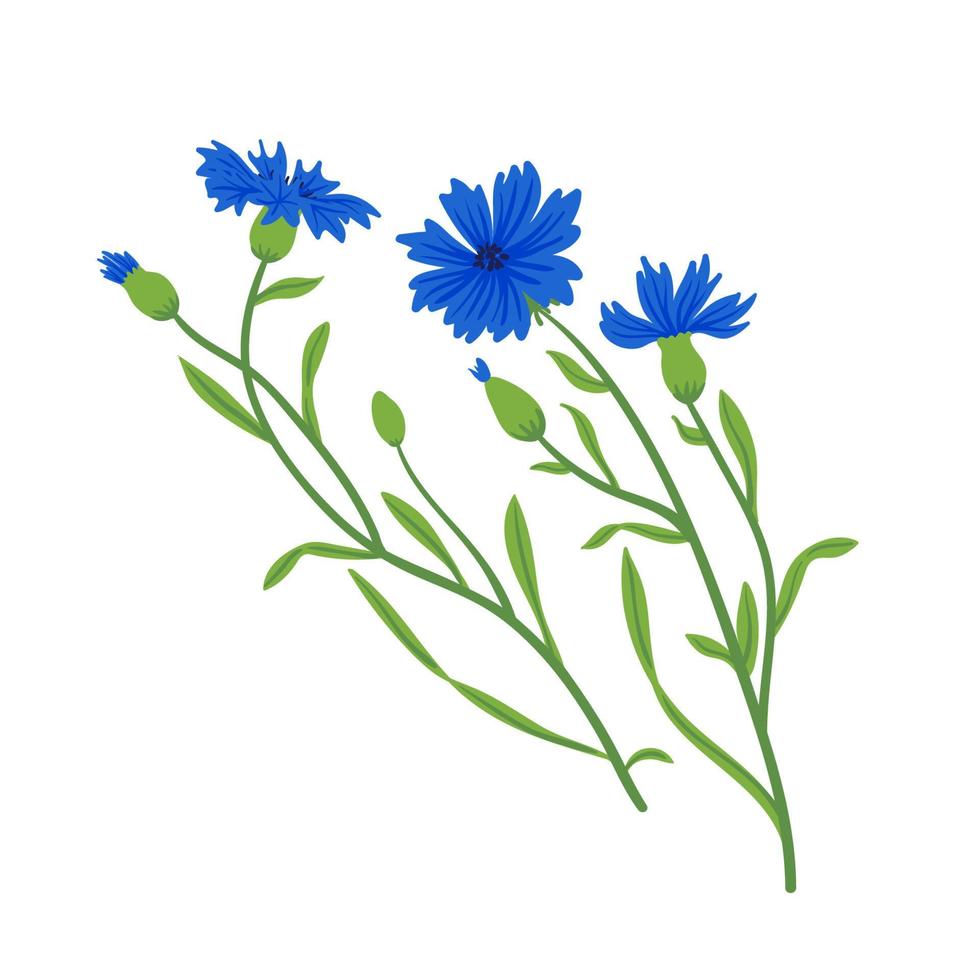 conjunto de vectores de campo de acianos. flores de pradera silvestre de verano, ilustración de plantas de miel. colección azul mala hierba aislado en blanco. elementos de diseño floral botánico centaurea