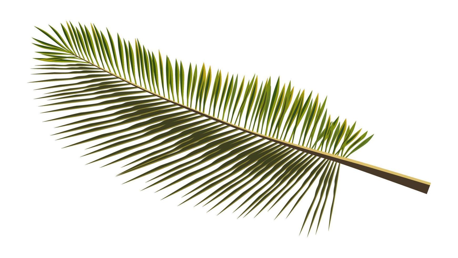 Colored realistic palm branch isolated on white. Palm leaves for collage. Vector illustration.