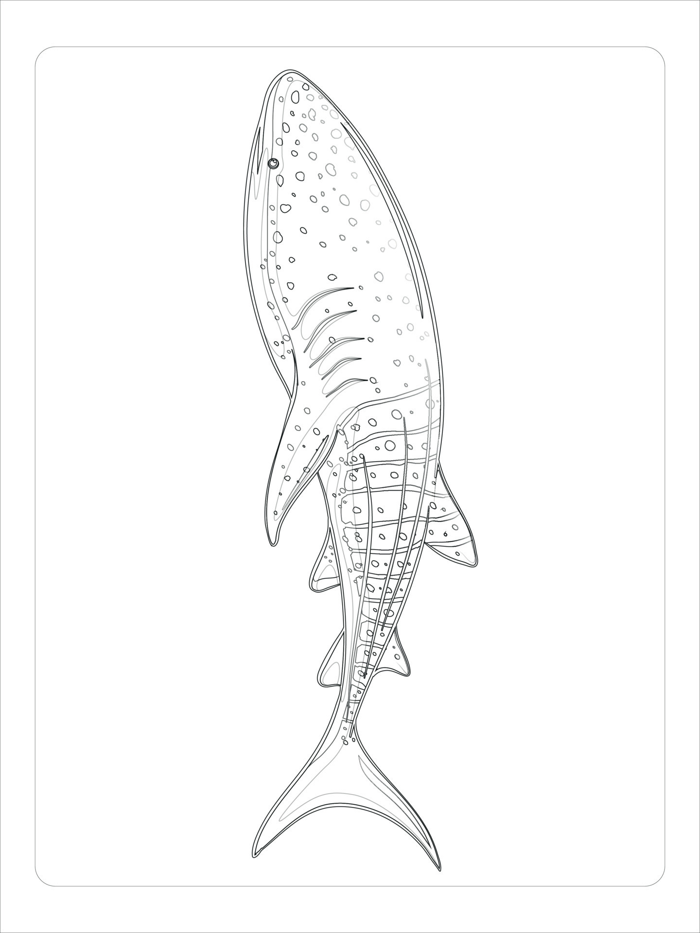 Sea Animals Coloring Page 14029922 Vector Art at Vecteezy