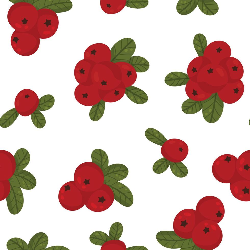 Seamless pattern from lingonberry berries white background vector