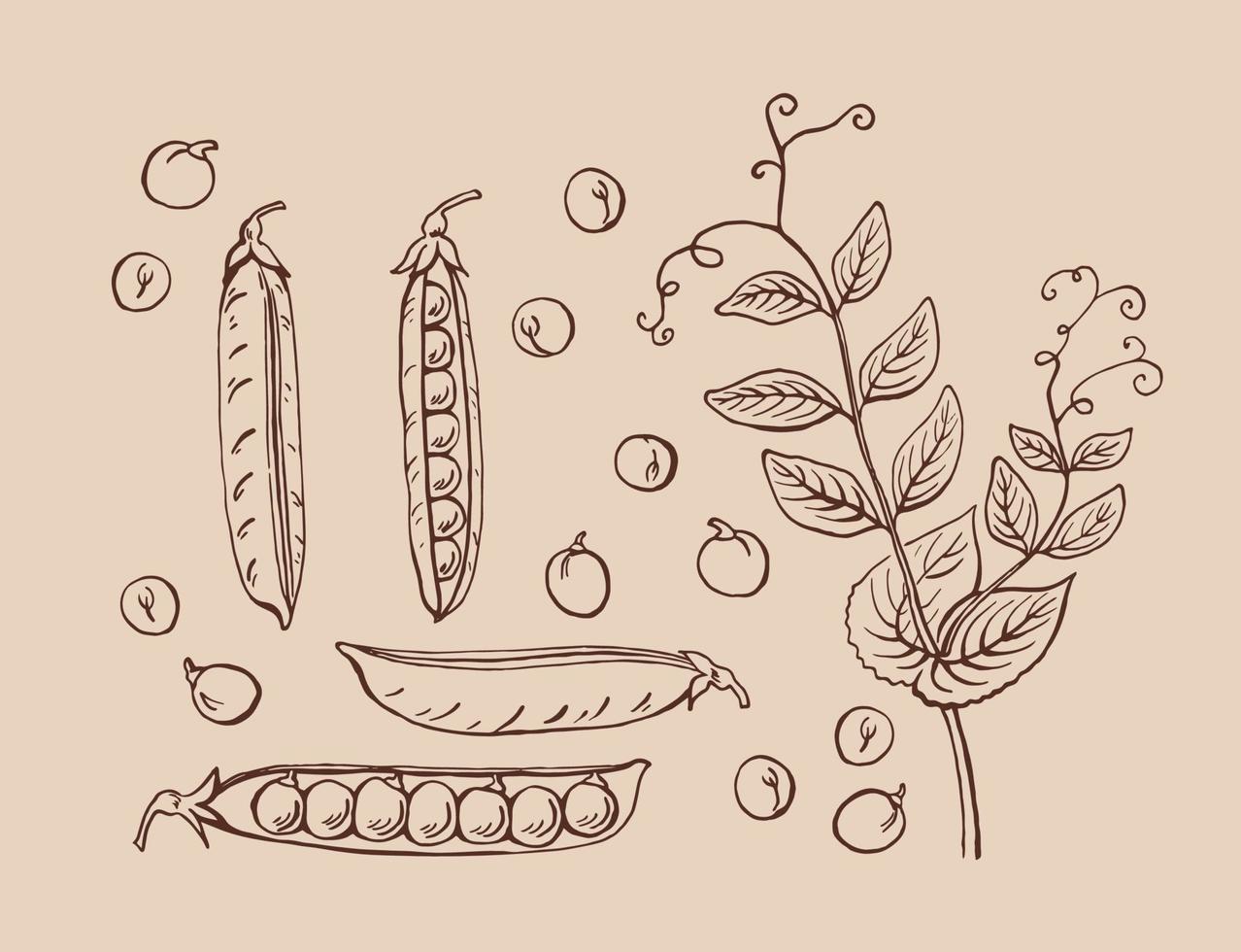 boceto de vainas de guisantes. establecer. ilustración dibujada a mano convertida en vector. ilustración de alimentos orgánicos aislada. vector