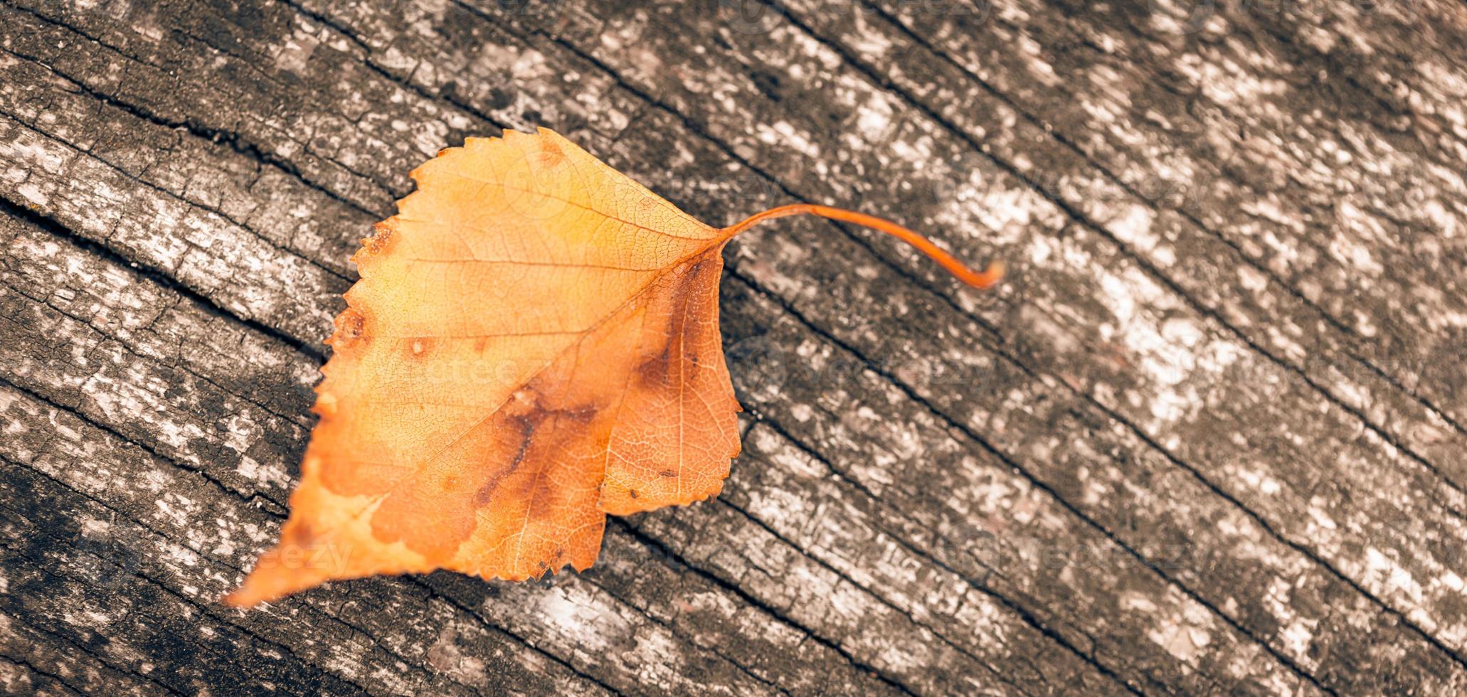 Yellow oak leaf on dry wooden desktop. Wide angle panoramic closeup view, abstract autumn leaf design. Fall elements with copy space. Artistic symbol of autumn season. fall time. top view photo