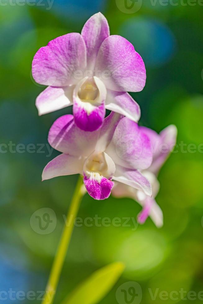 flor de orquídea phalaenopsis púrpura rosa sobre fondo de hojas verdes. hermoso parque tropical de primer plano o jardín. concepto de naturaleza para el diseño foto