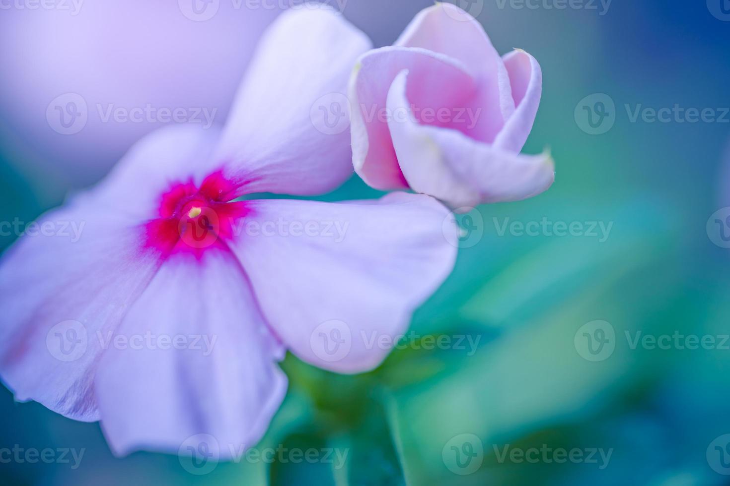 Phlox flowers abstract closeup of a purple phlox inflorescence. Flowers blooming in the garden. Floral wallpaper with copy space. Selective soft focus blurred foliage background. Vivid color petals photo