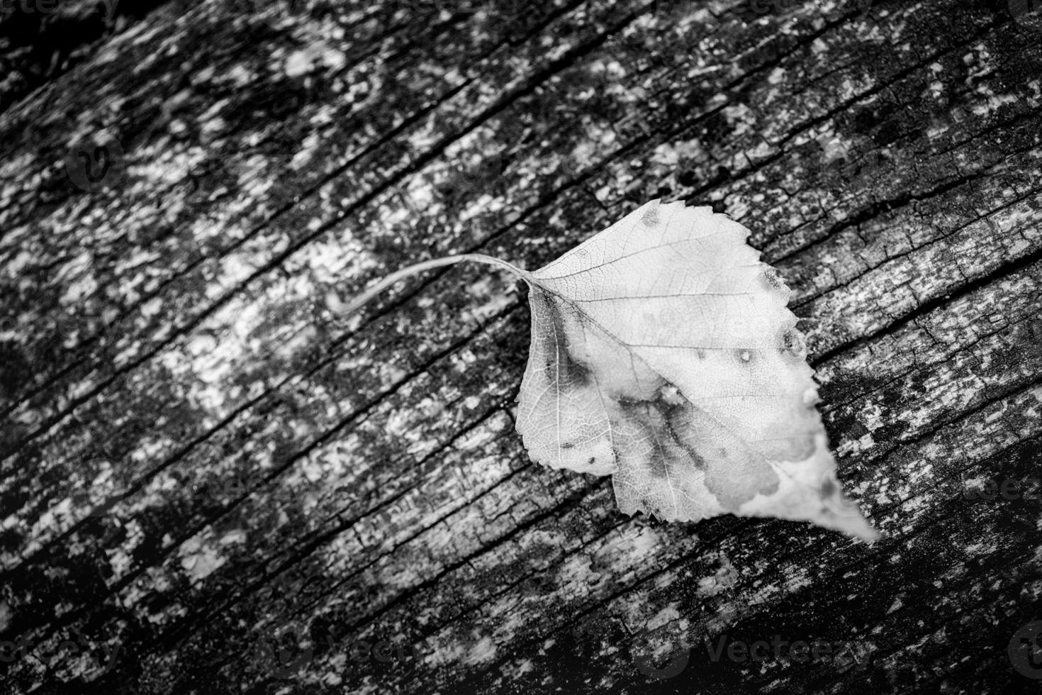 Dramatic leaf texture black and white design black leaf skeleton, macro nature texture, wallpaper black and white. Artistic light, autumn dry leaf, abstract natural background photo