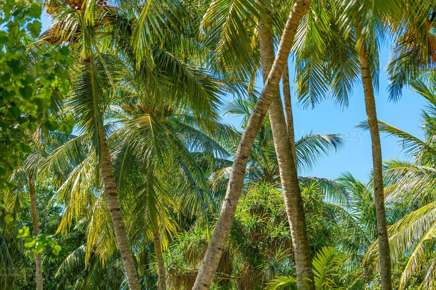 relajante patrón de naturaleza exótica. bosque de palmeras. paisaje tropical soleado natural, palmeras de coco, cielo azul de la luz del sol. primer plano idílico y pacífico, viajes de verano foto