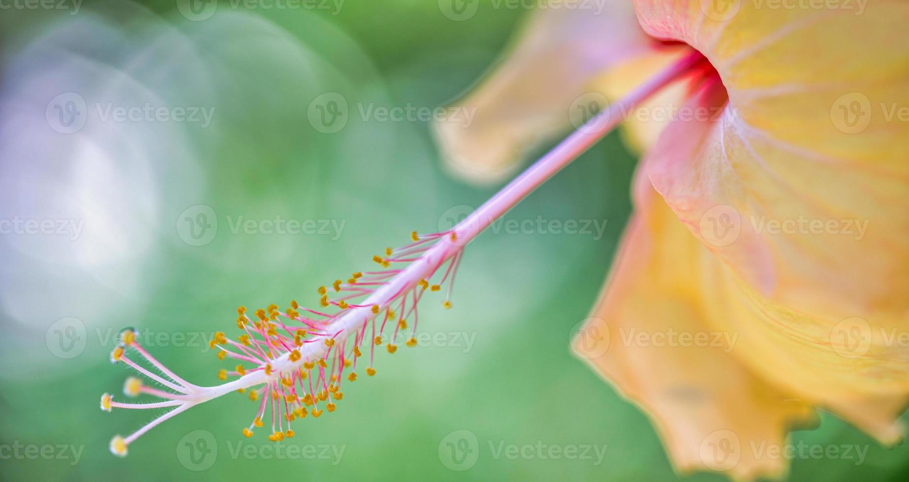 Romantic colorful beautiful hibiscus flower in nature, flower leaf and hibiscus flower in garden. Exotic love tropical island nature garden, blooming hibiscus flower in blurred green landscape photo