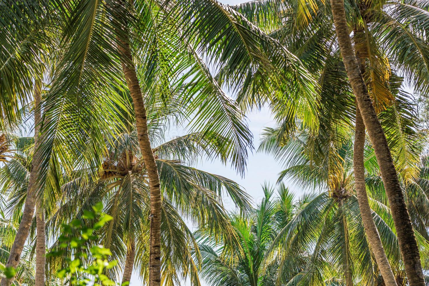 Relaxing exotic nature pattern. Palm tree forest. Natural sunny tropic landscape, coconut palm trees, sunlight blue sky. Idyllic peaceful closeup, summer traveling photo