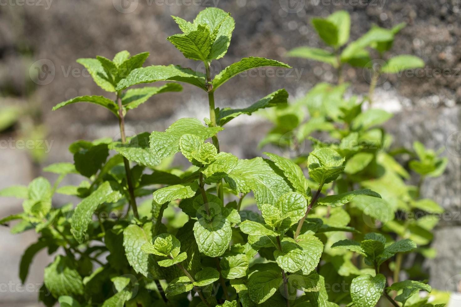 Mint plant in residential location for fresh consumption photo