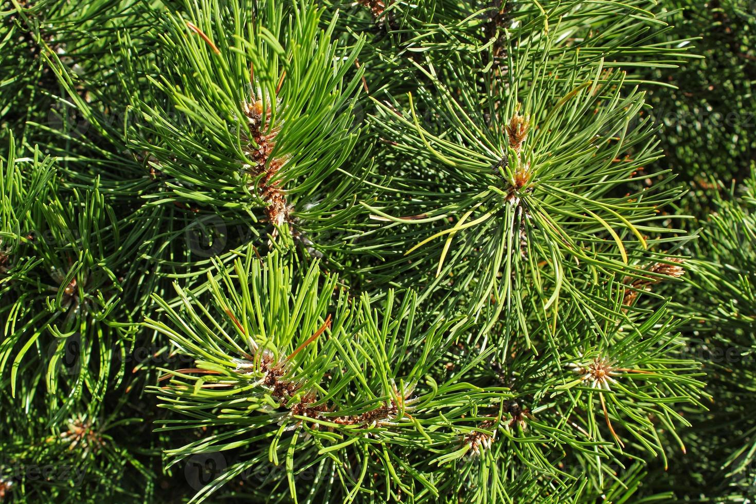 Mountain pine tree Pinus Mugo with buds, long branch and coniferous. Mughus pumilio cultivar dwarf in rock park. Composition pinaceae landscaping in japanese garden. Nature botanical concept. Close-up photo