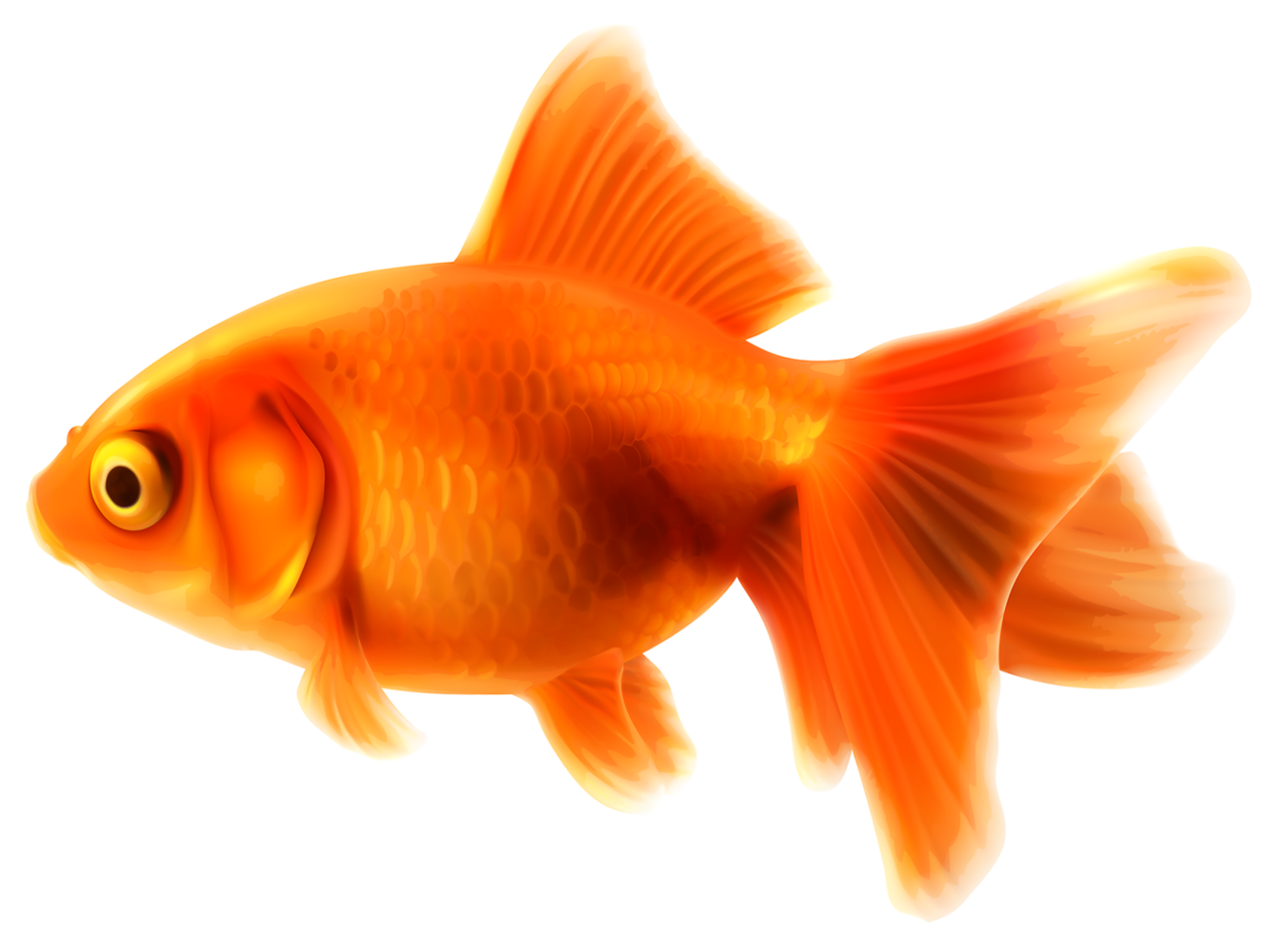 Goldfisch transparent png