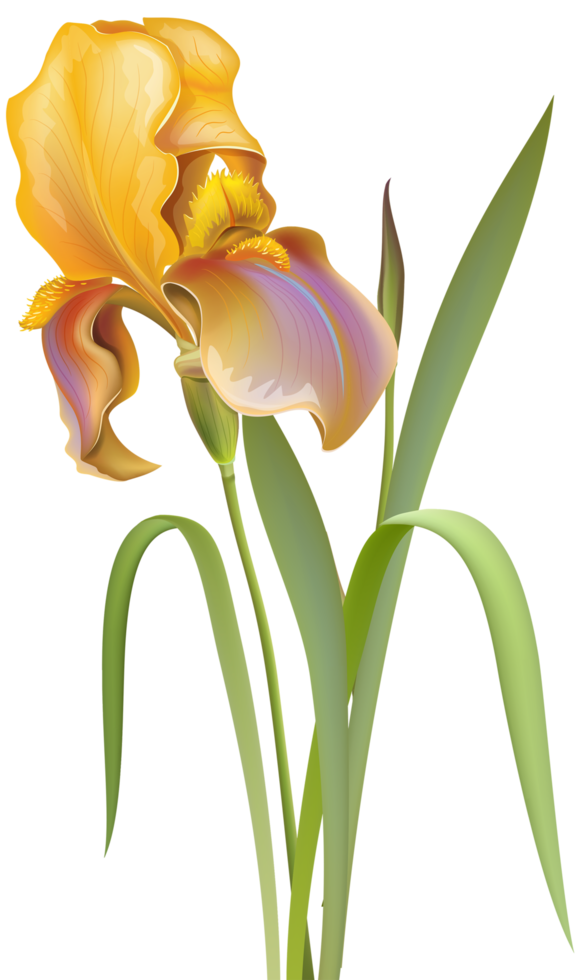 fleur d'iris transparente png