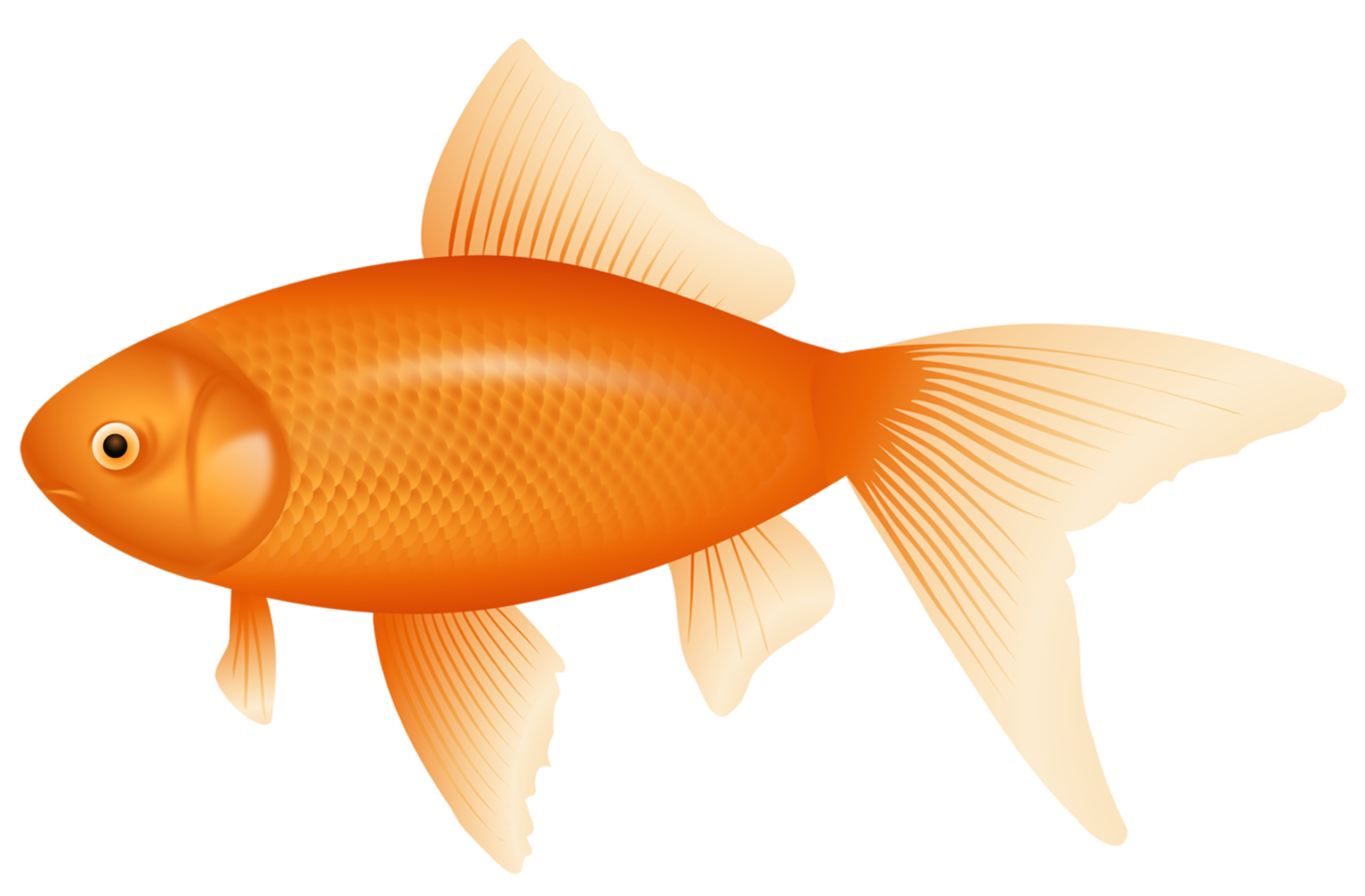 Orange Fish Transparent png