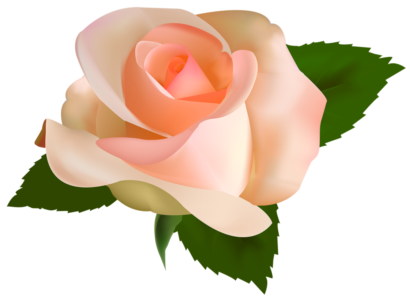 Beautiful Rose Transparent png