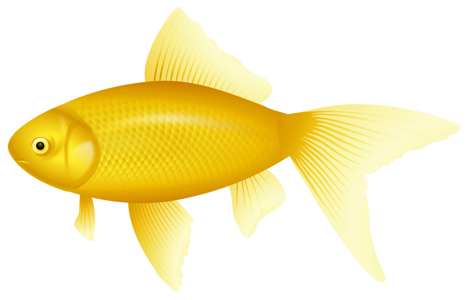 gul fisk transparent png