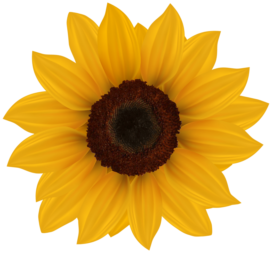 Sunflower Flower Transparent png