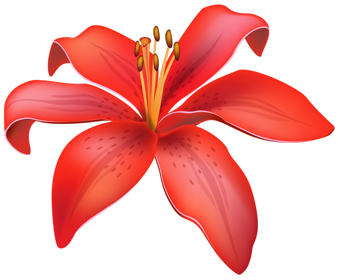 Red Lily Flower png