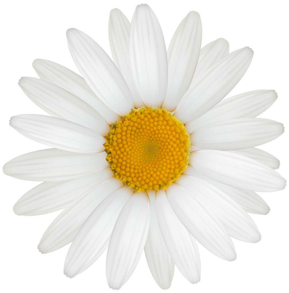 White Daisy Transparent png