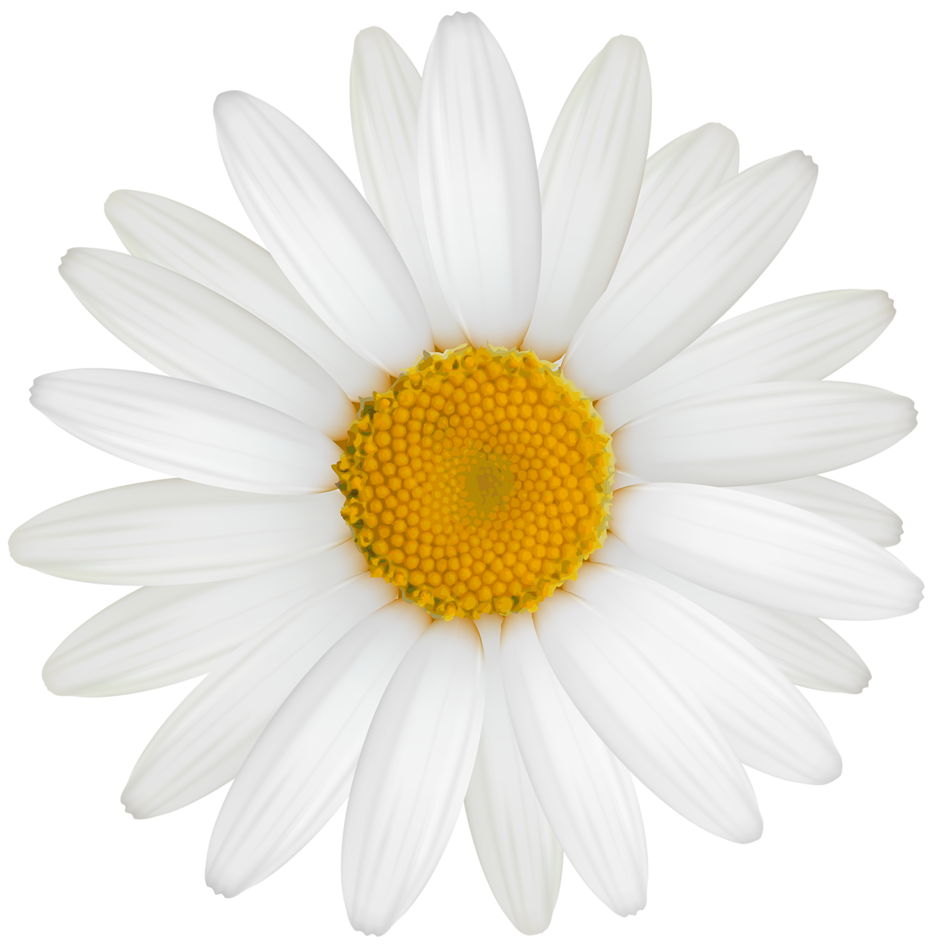 Daisies Pngs For Free Download