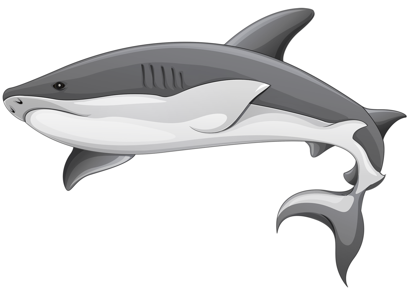 requin gris transparent png