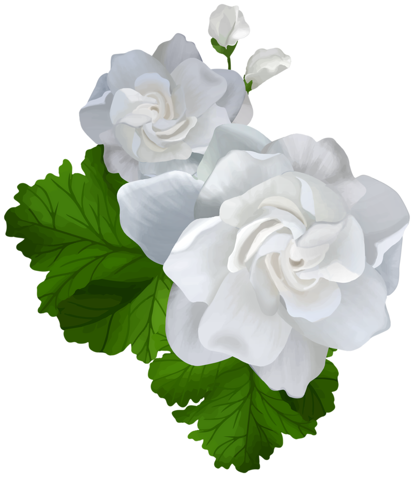 flor de gardenia transparente png