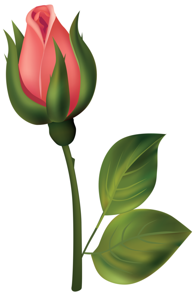 Stem Red Rose Bud png