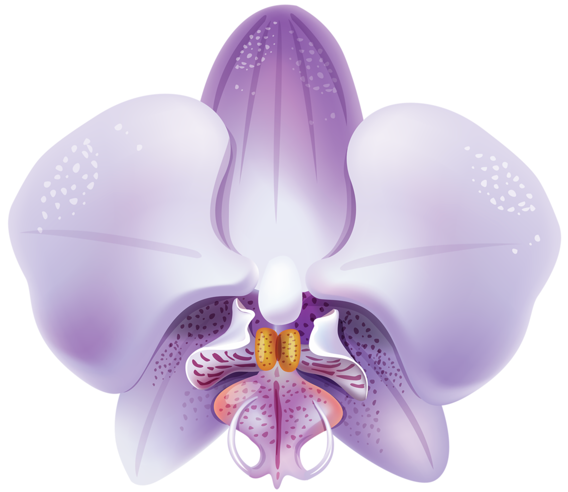 orquídea violeta transparente png